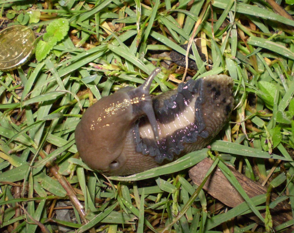 Limax aldrovandi Moquin-Tandon 1855 (Levanto SP)